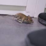 Do Dryer Sheets Keep Mice Away? Let’s Be Honest About This One
