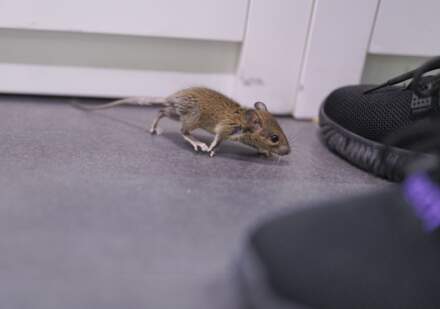 Do Dryer Sheets Keep Mice Away? Let’s Be Honest About This One