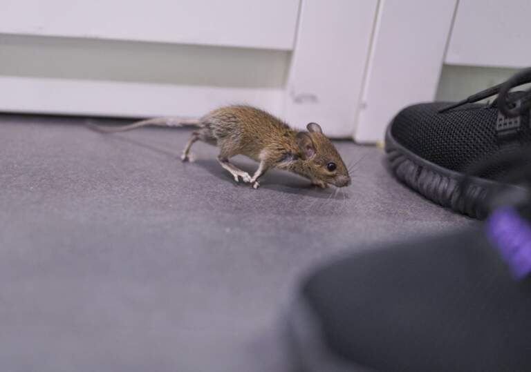 Do Dryer Sheets Keep Mice Away? Let’s Be Honest About This One